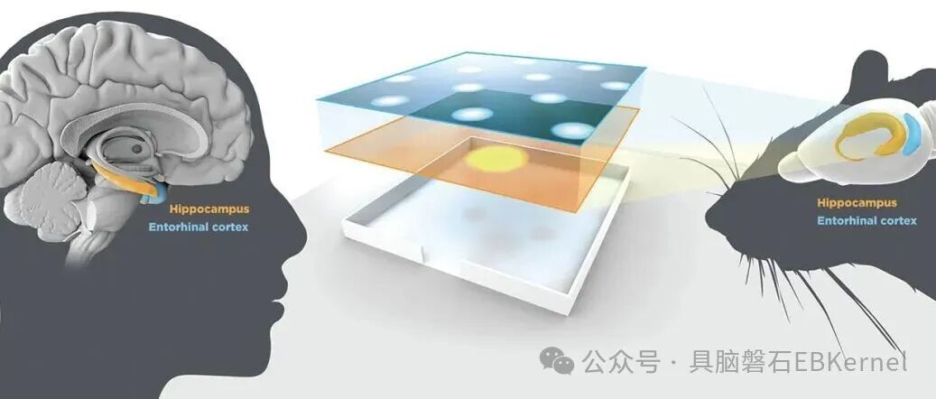 解码空间认知：位置细胞与栅格细胞的神经原理及具身智能实践